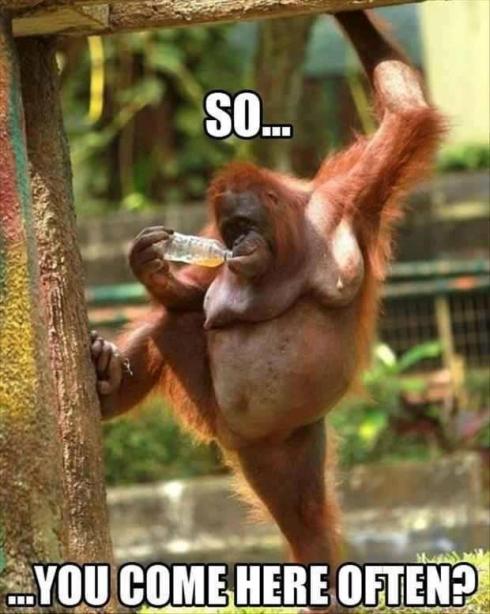 Orangutan Swagg
